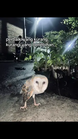 #33neweraa_ #owlera #remajasantaineverdie 