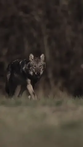 #🔥 #اكسبلور #zako😎 #CapCut #🦅 