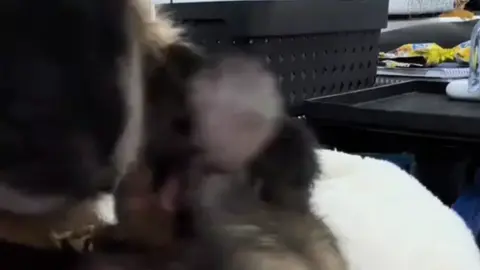 Ven a buscarme a mi puerta🍂 . . . . #TrueLove. #monkey #dedicar #tiktok #cariño 