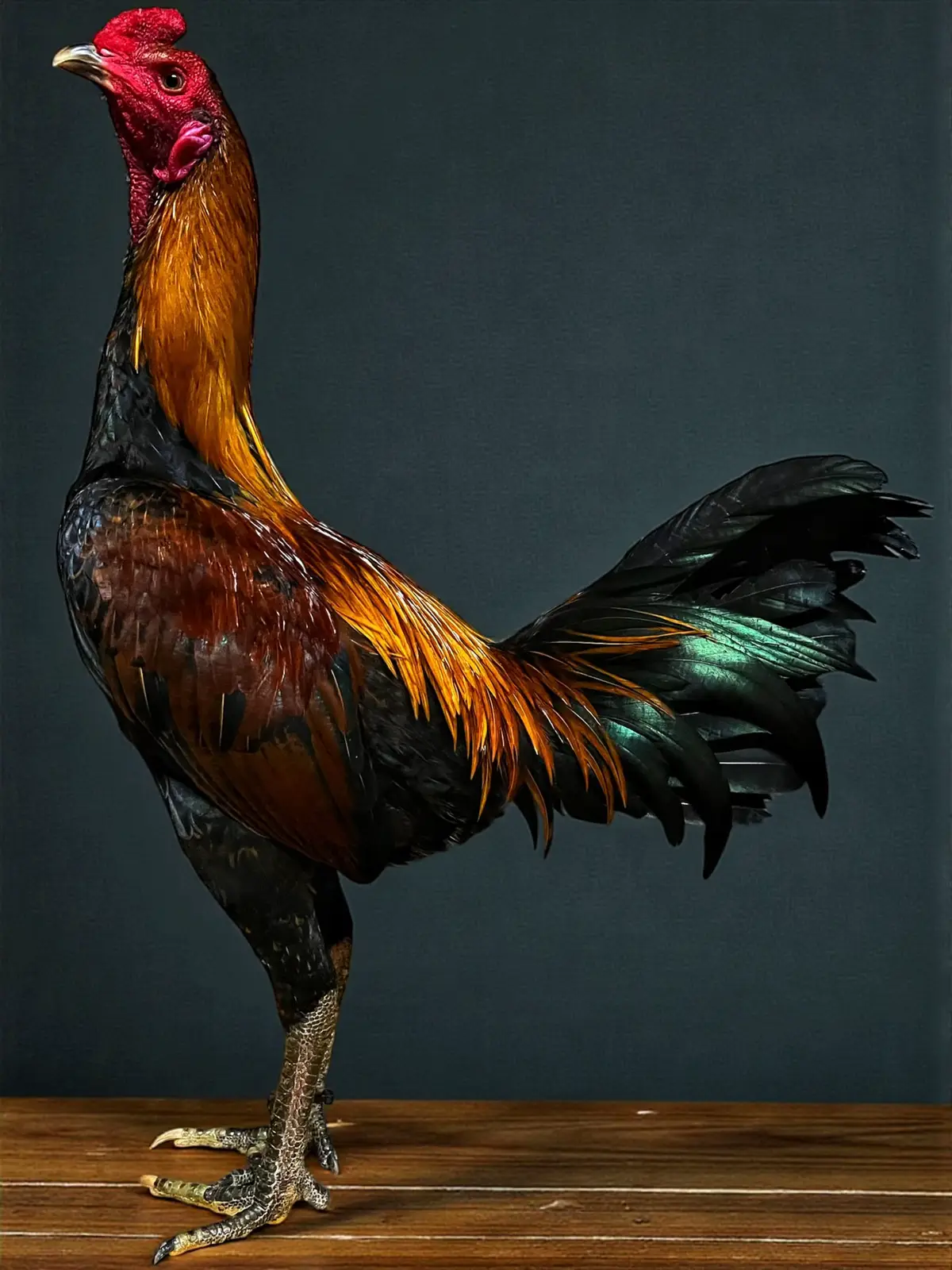 3000 พร้อมเดินทาง🚀❤️✅ #สวนนายช่าง #โกวเซ้มฟาร์ม🐲🐉💯 #อาลาดินด่านช้าง💯♥ #ปวุฒิฟาร์ม #จักรินฟาร์ม 