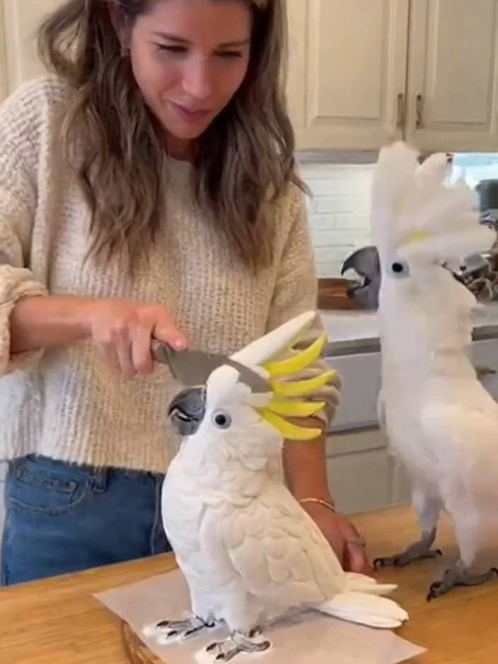 Cake Criminal! 🦜🍰😱 #FunnyParrot #ViralVideo #CockatooDrama #Babagai #RaiseHail #AskFFT #PhinsUp #fup #english #PetComedy