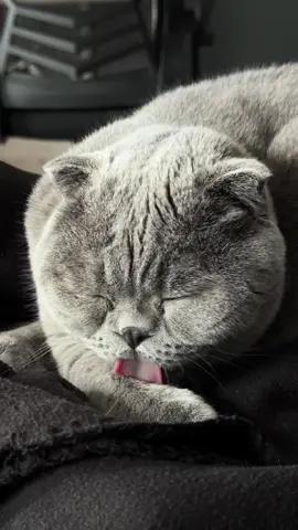 Sugar Niko 🐈‍⬛ * * #sugaronmytongue #cat #fyp #kitty #scotishfold 