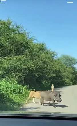 Timon y pumba #hakunamatata #timon #pumba #nature #wild 