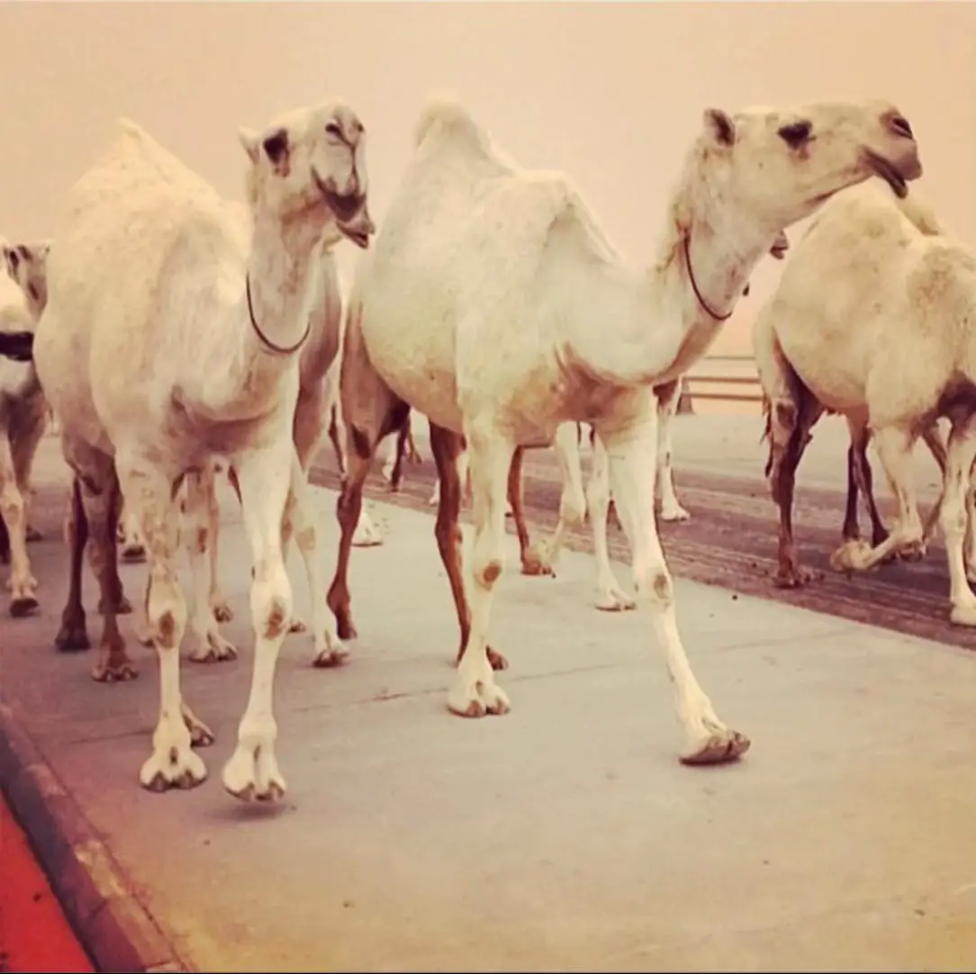 فاعل خير للشاعر سعد بن جدلان الاكلبي أنا وين أبلقى يالاجاويد فاعل خير حريص على سرّ المحبين لارسلته أنا لوّ أبصبر عام مابان بي تأثير وهالحين حتّى الصبر يومين ما أحتلته أنا مثل صقارٍ تولع بحبّ الطير ولف قلبه فروخ الشياهين وهبلته تولعّت في غرو غرير يتلّ السير ابي نظرتِ من لفتة الحرّ وسبلته صغيرٍ بسنّه غير عندي ماهو بصغير يامغلاه في قلبي وياكبر منزلته أجمعله سمان الهرج خوفٍ من التقصير والى جيت ابشرح له كلامي تهيزلته يجيني منّه هيبه معزة سحى تقدير اقابله عندي علم وأروح ماقلته #سعد_بن_جدلان 