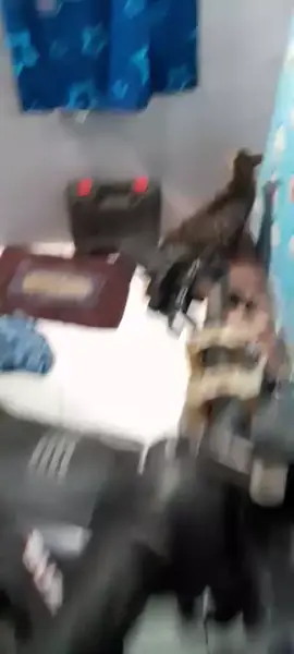 kucing tetangga masuk rumah cari makan dan kekurung 😂👺😡 #kucingliar #cat #funny #fyp #viral 