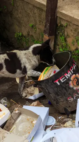 🐾 We feed 10 abandoned dogs for each bracelet sold 💛 #helpdogs #like #share #hungrydog #straydog 