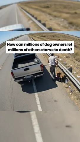 🐾 We feed 10 abandoned dogs for each bracelet sold 💛 #helpdogs #like #share #hungrydog #straydog