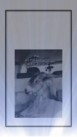 #اكسبلور #explor 