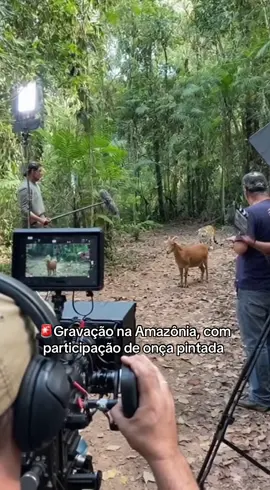 Onça pintada, participa de gravação na Amazônia : : #noticias #politica #ia #ai #sora2