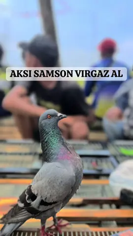 SISA GIRINGAN A KEMAREN😁🤙🏻#promomakanharian #merpatikolong #merpatilovers #merpatikolongbebas #fyppppppppppppppppppppppp 