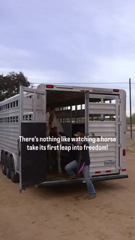 PART 2: FIVE MORE FREEDOM JUMPS!  There’s a moment in every rescue that never leaves you — the first leap into freedom! It’s the second they realize they’re not going back. It’s the moment their whole world shifts. This is Part Two of our November auction arrivals — five more horses who made it to California, five more freedom jumps! One of the first horses you’ll see is the mostly blind Belgian gelding who became our very first save from the November auction weekend. His vet exam in Texas confirmed cancer in both of his eyes — the reason his vision has been fading. It’s too far spread for removal, and taking both eyes would not be fair to him. So instead of giving up on him, we brought him home to give him comfort, quality of life, and softness for as long as he still has good days. Another gelding you’ll see is one of those horses who never should have ended up in the pipeline. Quiet. Kind. Also mostly blind. A thrown away ranch horse. And then there’s Fritz — our surprise save from a completely different auction happening the same weekend. He’d already been through two sales. His feet are in terrible condition. The moment I saw him, all I could think about was Frederick. After his exam, we learned he has fasciitis — inflammation from growing too fast — and it makes sense. He’s only around a year and five months old… and already 19 hands. His angles are bad, no heel support, his joints are hurting, and he was never given a chance to grow the way a baby needs. He’ll be getting corrective shoeing, equi-pack pads, and a diet tailored to his massive frame. a baby. He deserved better — and he finally got it! Five more lives. Five more chances. Five more horses whose stories almost ended very differently. ALL THANKS TO YOU AND YOUR SUPPORT ❤️ Thank You!!!@TonyTx @Lightening.Lil @Vanessawilson@Emma Smith 