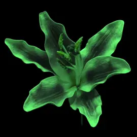 Santana Medley - Type O Negative  #lyricsvideo #typeonegative #gothmetal #fyp 