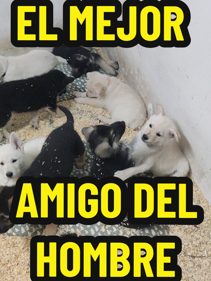 #cachorros #perro #aguaiuris_ #aguaiuris #aguaiuris__ 