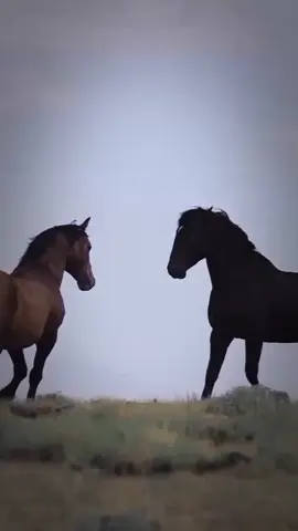 لا تحاول تثبت حبك لأحد #تركي_بن_عاصم #مارك_توين #كلام_درر #عاشق_الخيل 