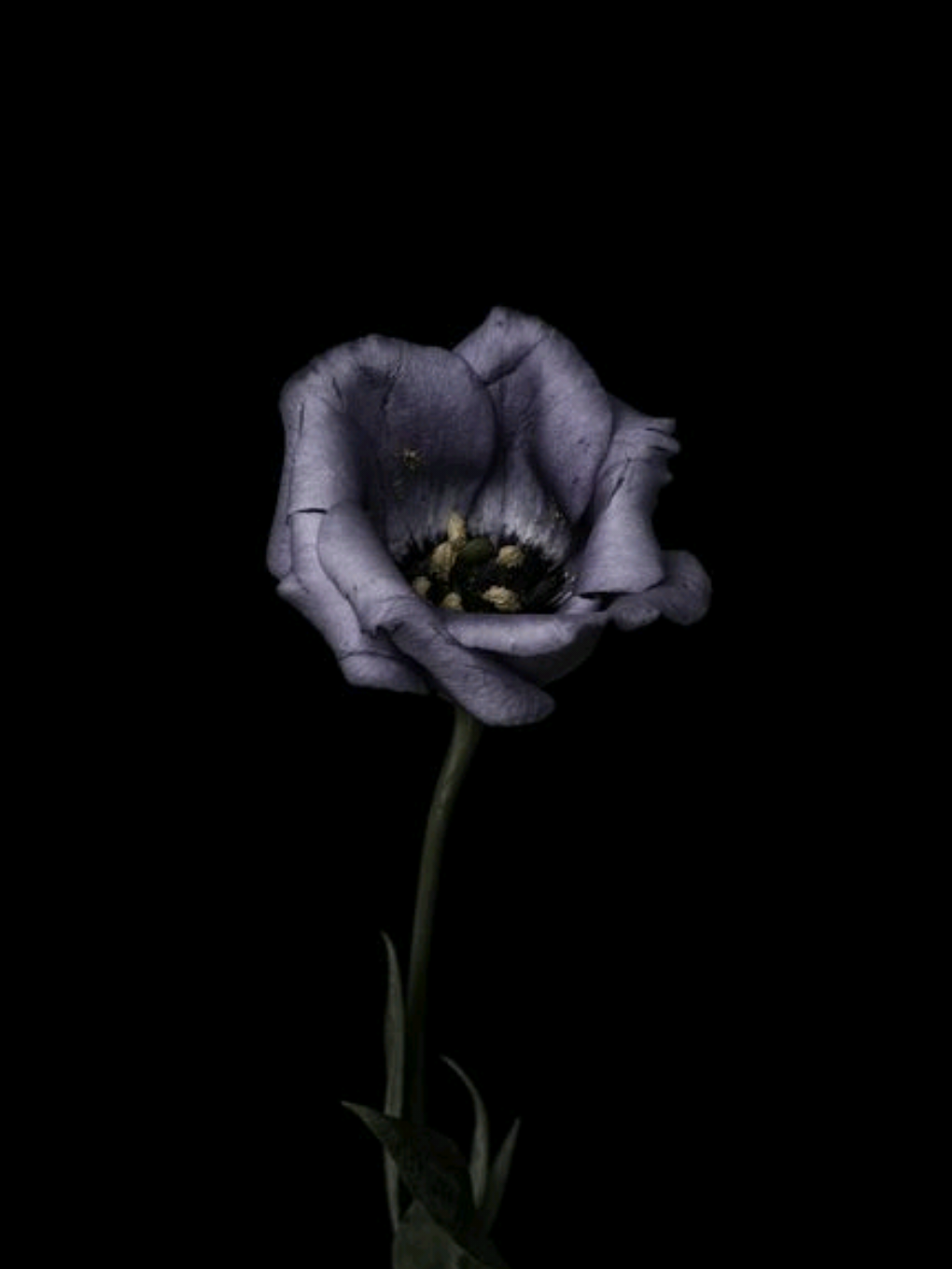 The ghost:) 🔪🩸 وایبی که این اهنگ داره🛐🔪 follow me...  .  .  .  #lyrics #lyricvideo #music #fyp #foryou #persianmusic #songlyrics #sadvibes #tiktokmusic 