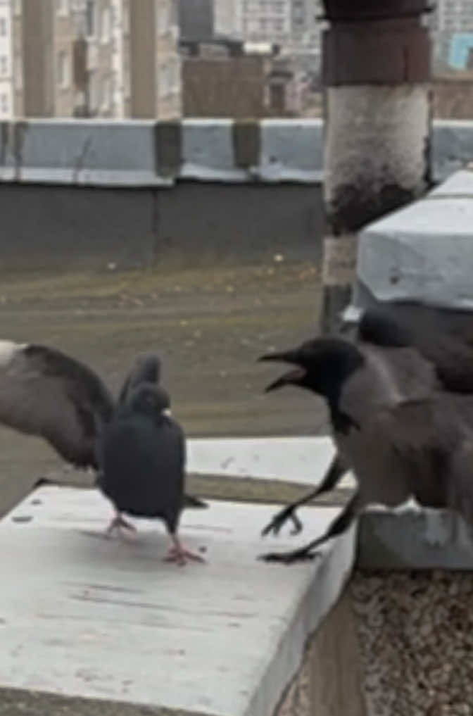#crows #pigeon 