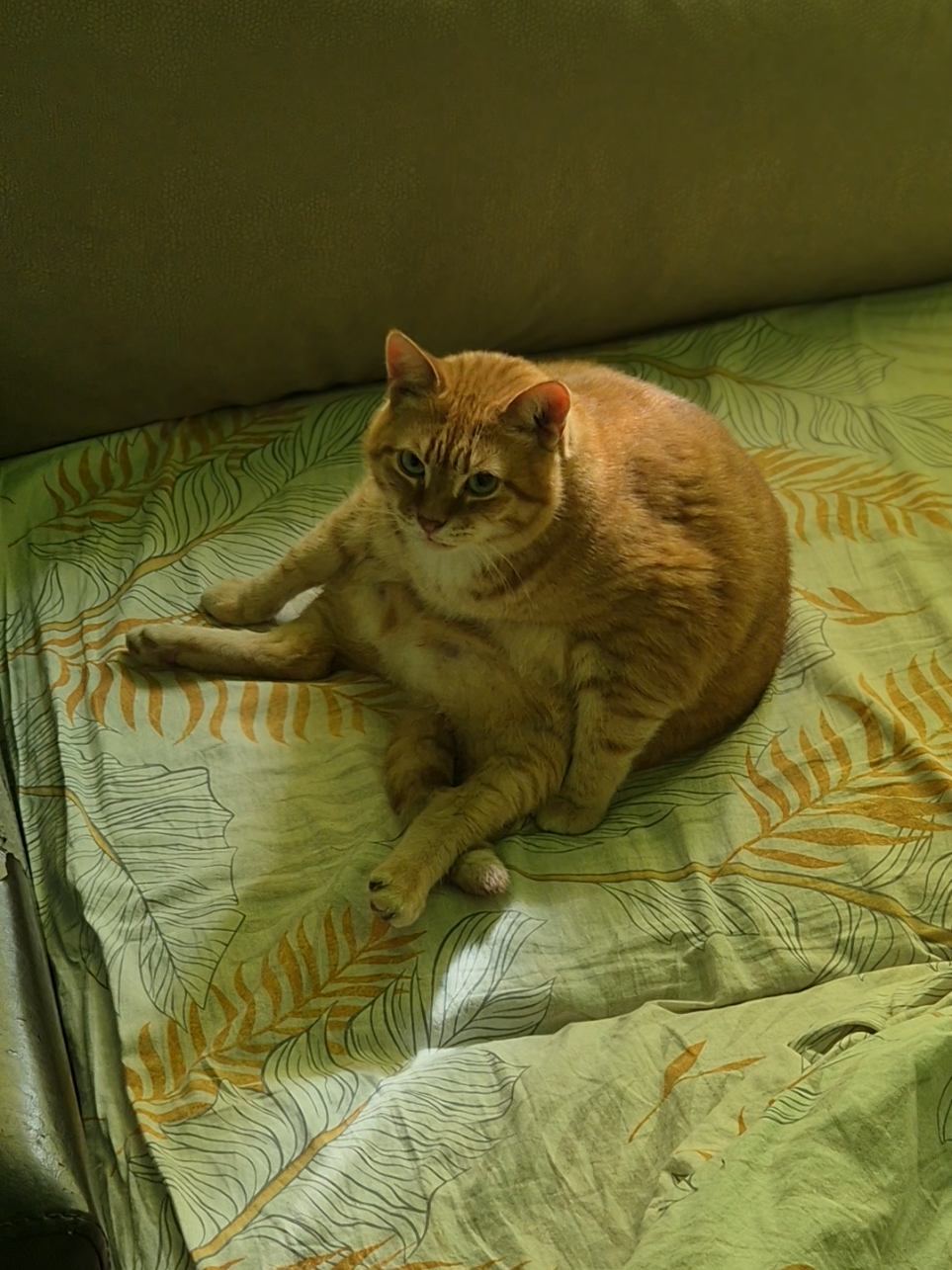 осторожно мат#кот #котлёва #рыжийкот #cat #коты 