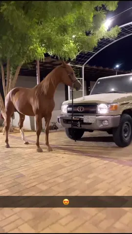 #ربع #القصيم #بريده 