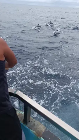 #Pesca de atún#panamá#viral#abundante atún🇵🇦🎣