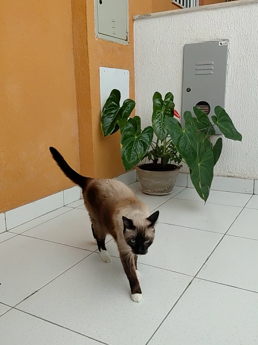 #pet #cats #felinos #VidaAoArLivre 