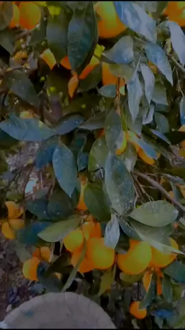 #عزوز #الشمري ##مجرد________ذووووووق🎶🎵💞 