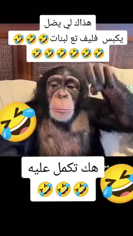 #الجزائر🇩🇿_تونس🇹🇳_المغرب🇲🇦 #maroco🇲🇦algeria🇩🇿tunisia🇹🇳 #😂😂😂 #🤣 #ضحك 