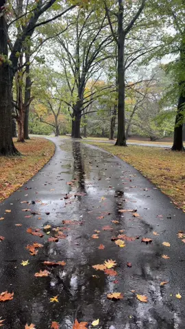 The best sound in the world 🍂🍁 #fall #rain #autumn #fyp #fypage 