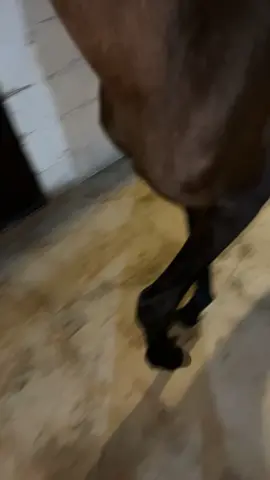 قيصر🥇🖤🖤🖤#explore #مربط_الجبلين 