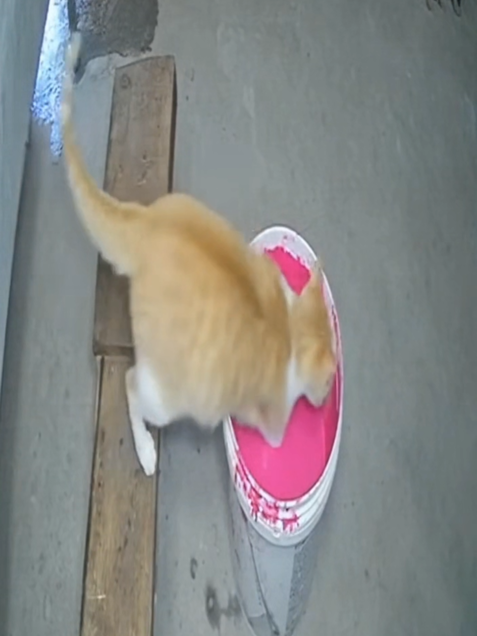 ✨ Gato 🐱 se transforma en color rosa 🩷 captado en cámara #gato #rosa #pantera #parati #viral 