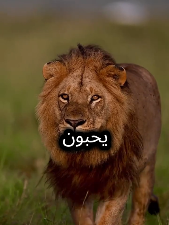 انا لست هنا لألفت انتباه أحد #عبارات #اقتباسات #اقتباسات_عبارات_خواطر #عباراتكم_الفخمه📿📌 #خواطر 