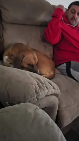 Part 2 annoying King 😂 #dogs #fyp #funny 