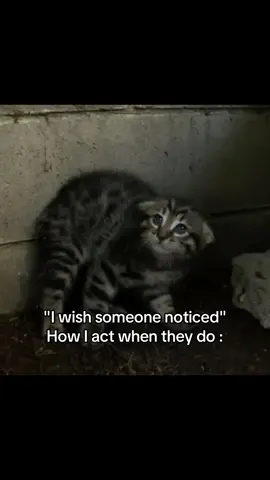 #fypシ #vent #fypシ゚viral #cat #dog 