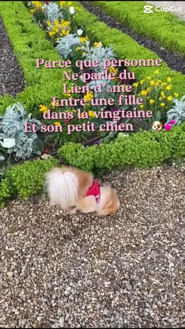 Pour toujours mon petit amour 🧡 Bientôt 4 ans avec cette boule 🐾🐶 #doglove #puppylove #dog #chien #puppydog 