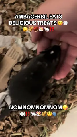 #fyp #loveandlighttv #trending #viral #gerbil 