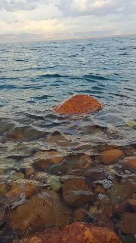 بأمر الحب #خوليوس #عبدالحليم_حافظ #حليم #العندليب #هاني_شاكر 