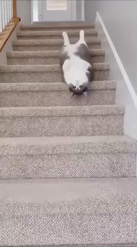 Funniest cat moment ever | Try not to laugh | Cat funny video compilation #fyp #foryoupage #trendingcats #funnyanimals #cutecats 