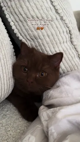 My Teddy bear 🤎🤎 #aspen #britishshorthair #cattok 