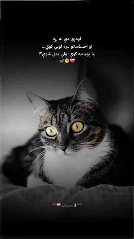 ༺🕯️دَرَدمن زړګۍ 🩶༻ #Foryou #foryoupage #viraltiktok #sadqoutes #afghanistan🇦🇫 