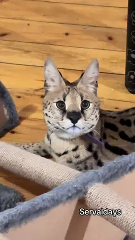 A day of wahing >>> Please read this: My health keeps getting worse. I need your help to start treatment as soon as possible. I have to run tests so the doctors can understand what’s going on. I’m low on energy, in pain often. I want to be healthy — for my beloved animals. I want to draw, to make more content, and to finally escape these health problems. I just want to live a little like a normal person. Not constantly in pain. Even sharing this post and liking it is already a form of help. If you want to support directly: PayPal: kammysmb@gmail.com Buy Me a Coffee: https://buymeacoffee.com/dominol199a Thank you so much for any support. ❤️ #serval #sogga #floppa #animal #bigcat   