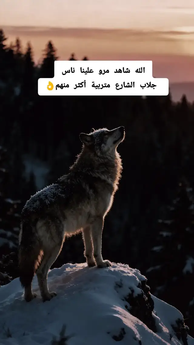 #اقتباسات_عبارات_خواطر🖤🦋🥀 