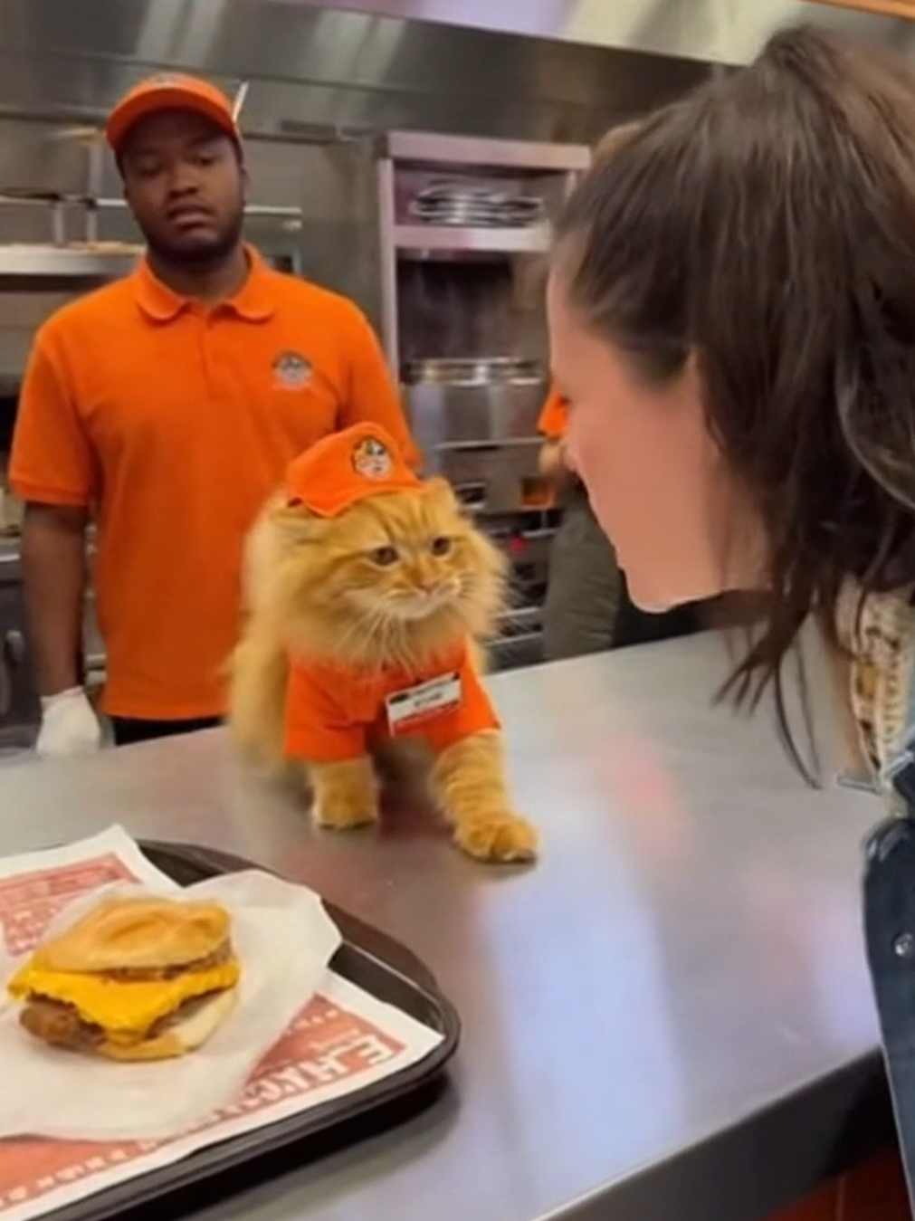 #funnyvideos😂 #fastfood #catlife #cat #fyp 