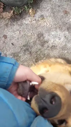 RoNy🐕❣️Банхар ❣️ P.S. : при зйомках ніхто не постраждав😉