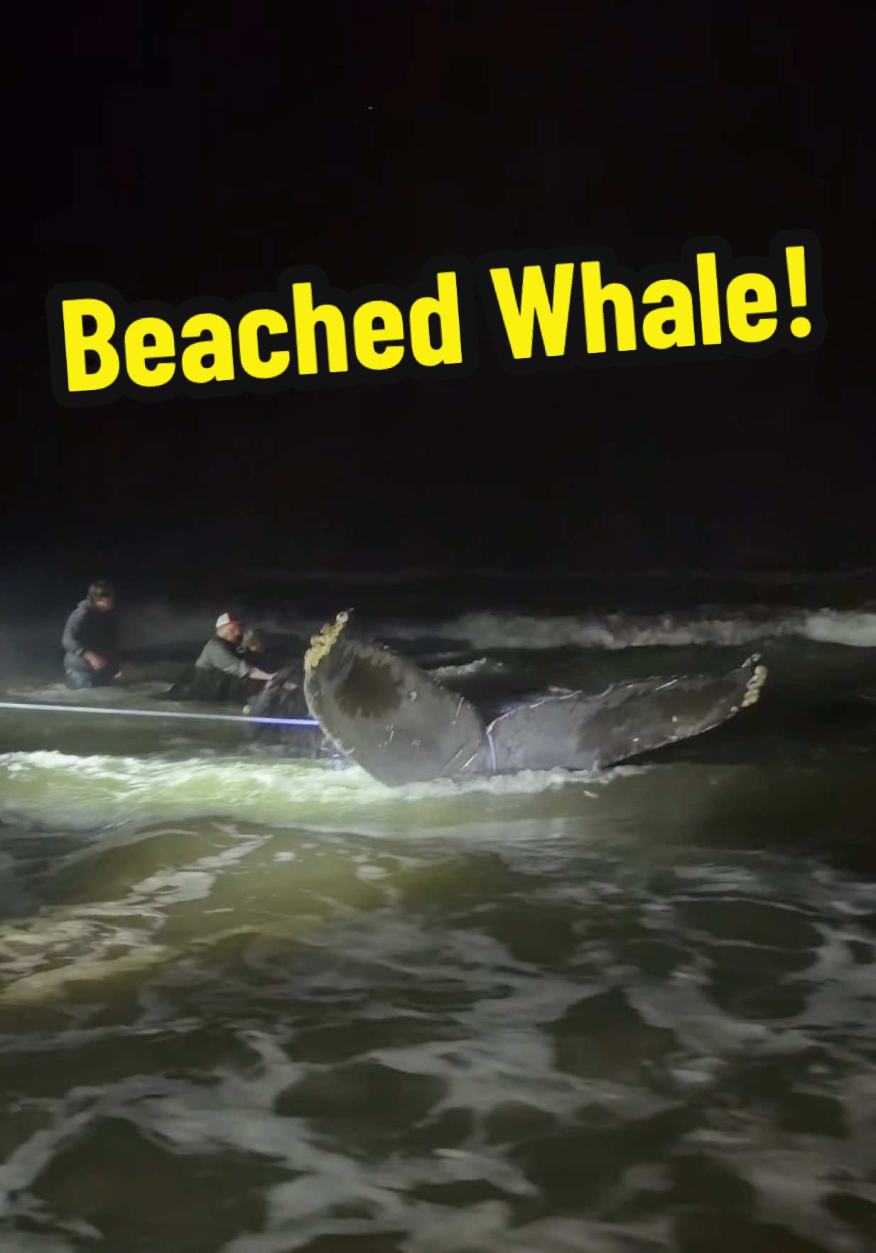 Humpback whales sometimes wash up on the Oregon Coast, and when they do, it's a rare chance to learn about one of the ocean’s most incredible giants. These whales migrate thousands of miles every year, passing our coastline as they travel between feeding and breeding grounds. When a whale becomes stranded, it can be caused by illness, injuries from ship strikes, entanglement in fishing gear, harmful algal blooms, or disorientation from changing ocean conditions. #oregon #nature #animals 