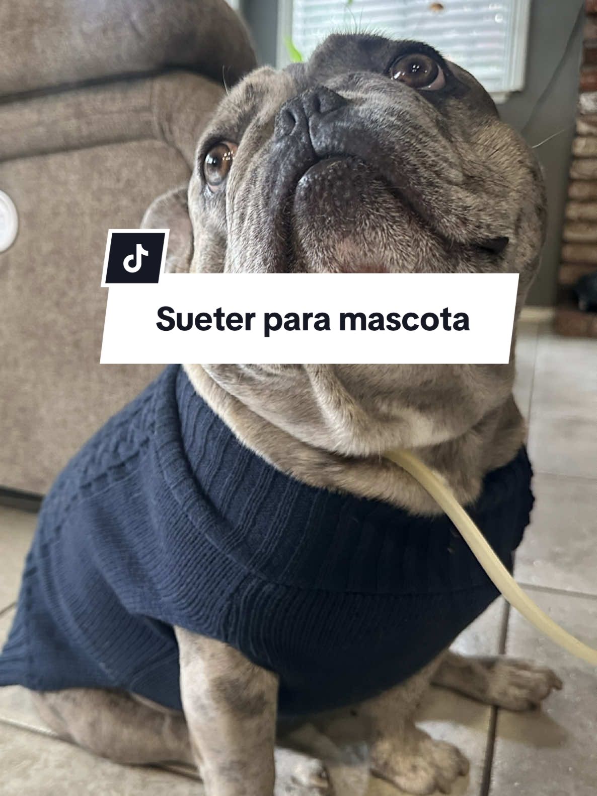 Suéter Calido para tu mascota favorita  #lemonagepetsupply #dogsweater #fashiondeals #tiktokshopBlackfriday #TiktokshopCyberMonday 