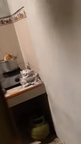 biraz dertli gibi #kedi #kediseverler #kediler #yavrukedi #overthink 