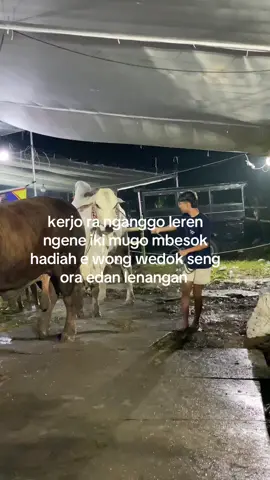 prei wong ruwet #blantikmuda22 #bosmuda #peternakmuda 