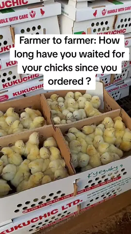 How long have you waited for your chicks? Since there is shortage of chicks in the country. #kukuchic #poultrybusiness #farmer #poultry #farming 