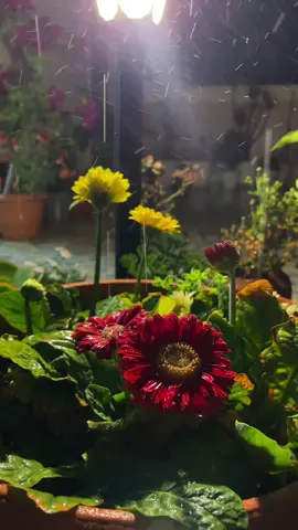 الحمدلله ع ارضنا الطيبه ع نعمة المطر فـ رائحته تنسكب بداخلي حباً وليناً وعافيه 🕊️