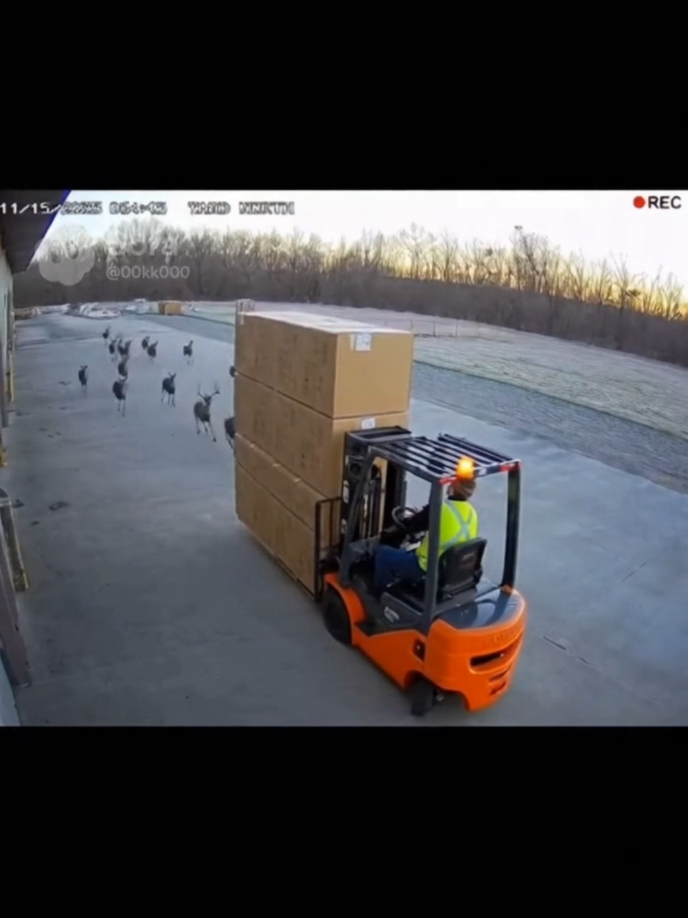 #whitetaildeer #fy #forklift #forkliftcertified #fyp 