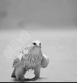 #اكسبلورــــــــــــــــــــــرر 